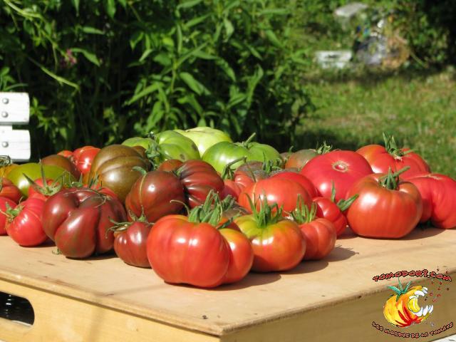 Assortiment de tomates
