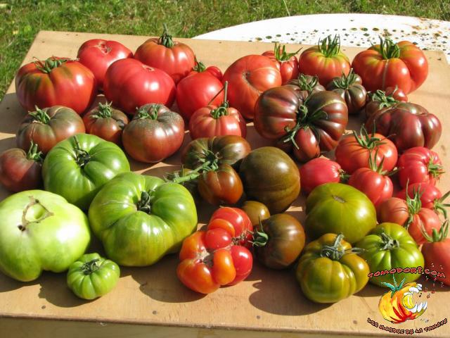 Assortiment de tomates