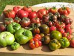 Assortiment de tomates