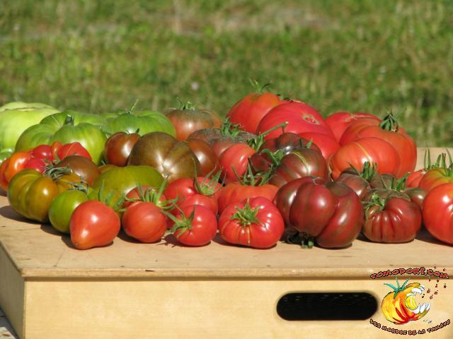 Assortiment de tomates