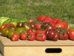 Assortiment de tomates
