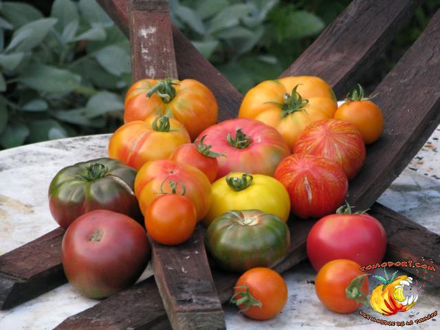 Tomates pour les yeux