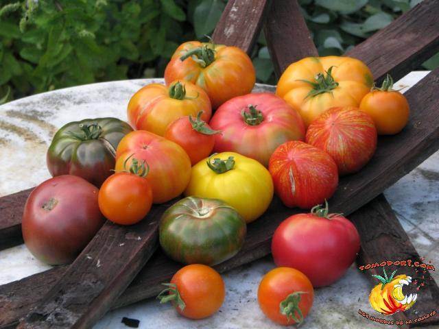 Tomates pour les yeux