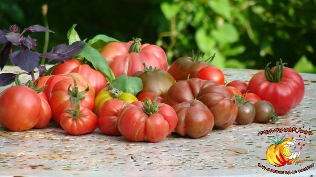 Assortiment de tomates
