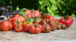 Assortiment de tomates