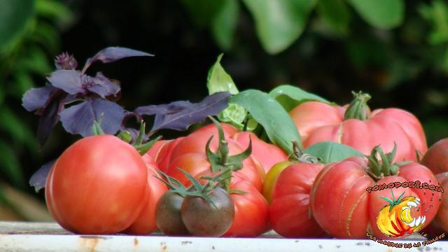 Assortiment de tomates