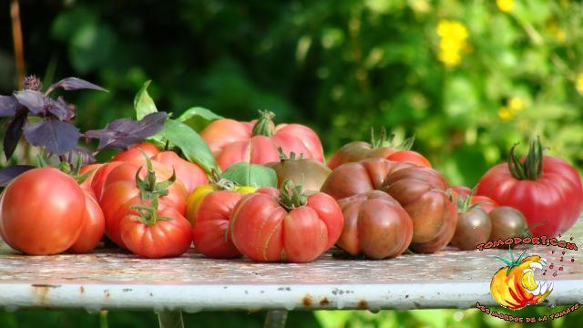 Assortiment de tomates
