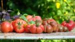 Assortiment de tomates