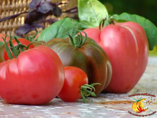 Assortiment de tomates