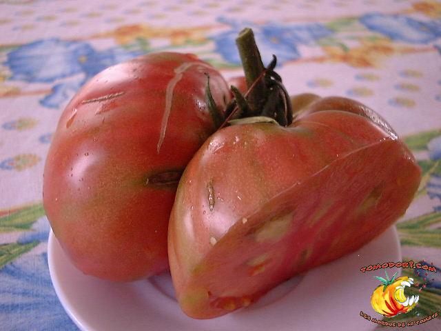 Tomate Potiron Ecarlate