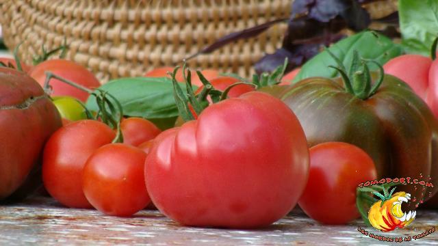 Assortiment de tomates