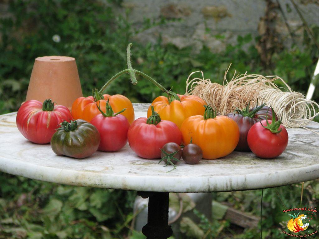 Assortiment de tomates