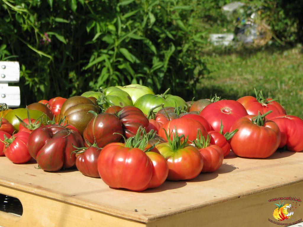 Assortiment de tomates