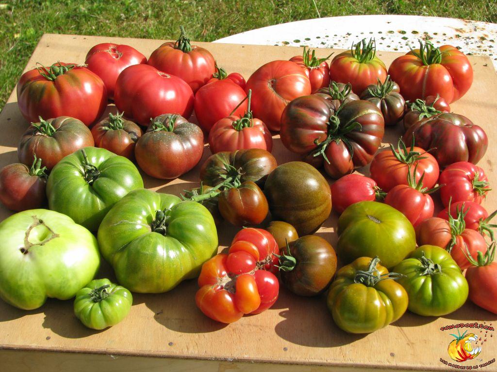 Assortiment de tomates