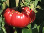 Tomate Potiron Ecarlate