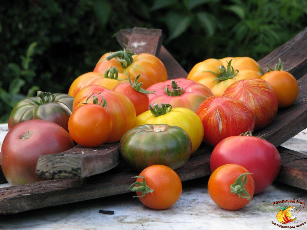 Tomates pour les yeux