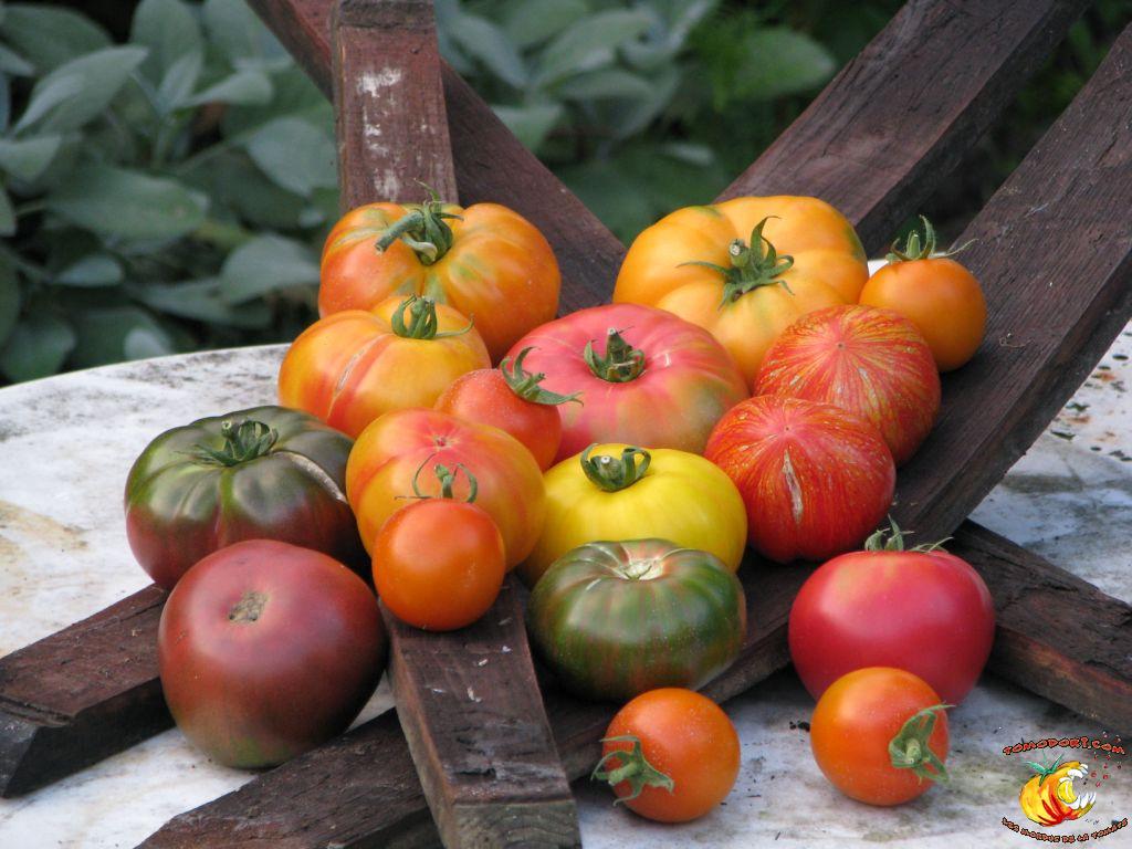 Tomates pour les yeux