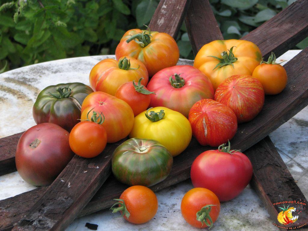 Tomates pour les yeux