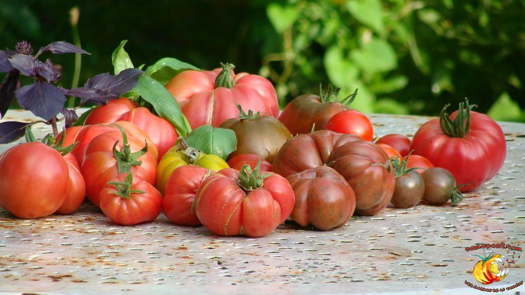 Assortiment de tomates
