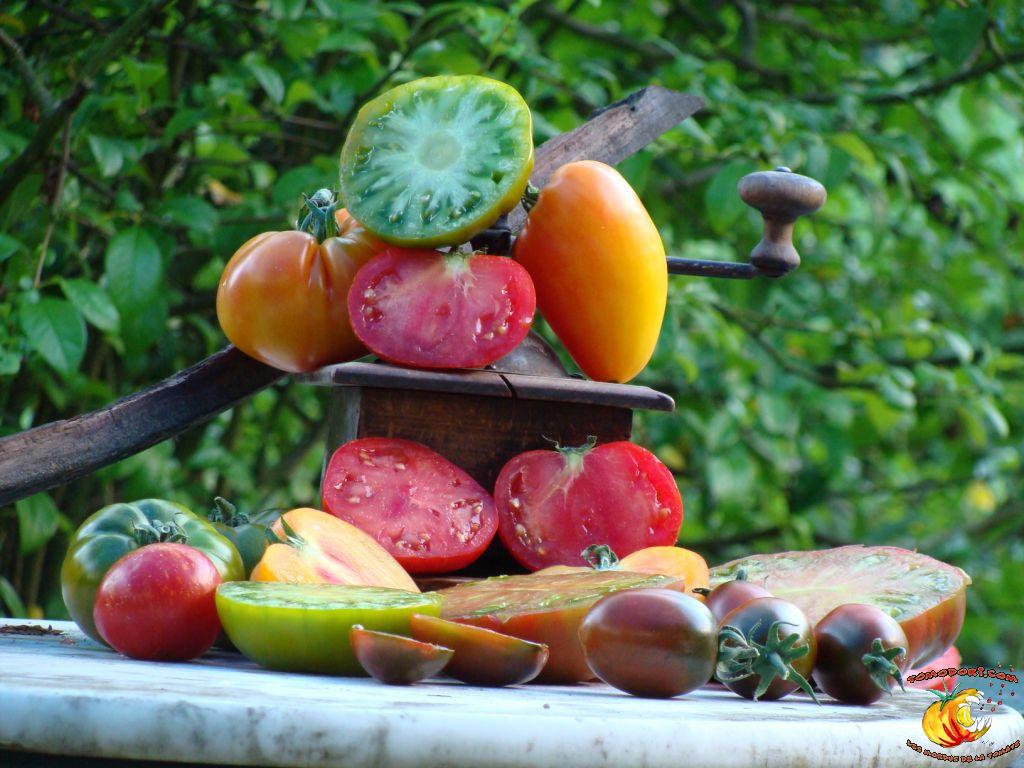 Assortiment de tomates