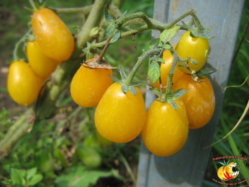 Tomate Gelb Dettilwein