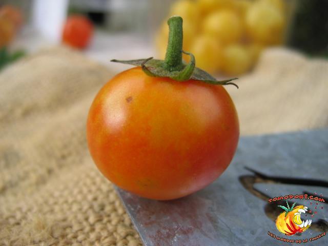 Tomate Isis Candy Cherry