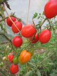 Tomate Prune Rouge