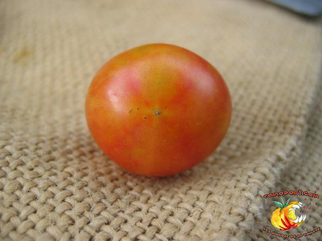 Tomate Isis Candy Cherry