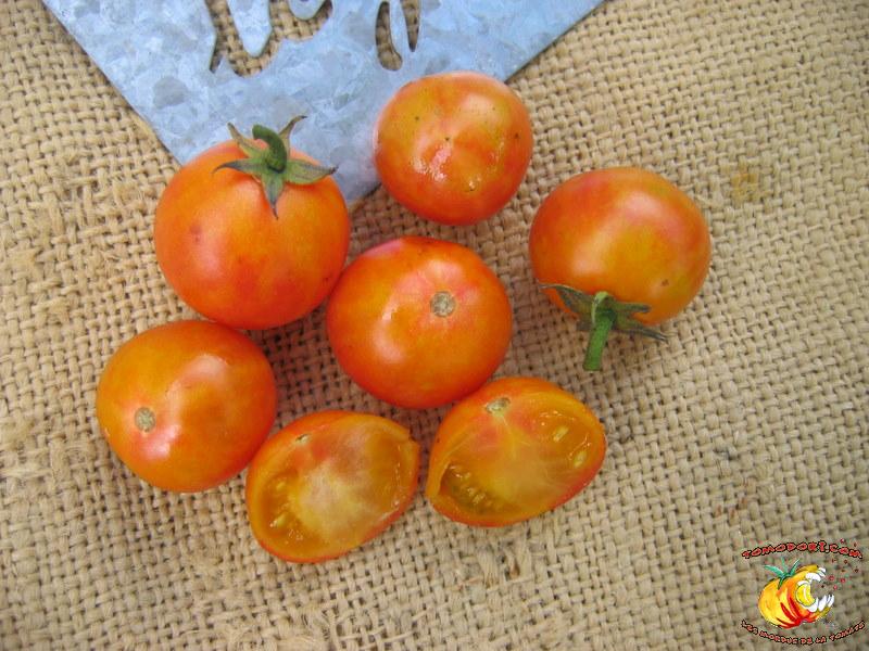 Tomate Isis Candy Cherry