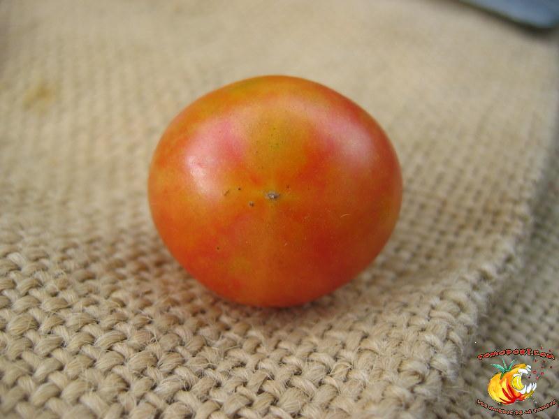 Tomate Isis Candy Cherry