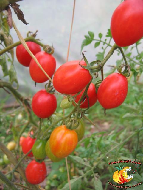 Tomate Prune Rouge