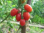 Tomate Prune Rouge