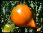 Tomate Téton de Vénus