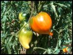 Tomate Téton de Vénus