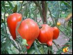 Tomate Téton de Vénus