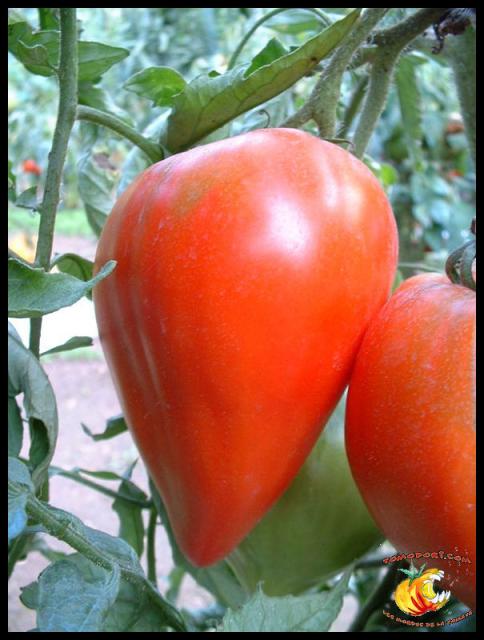 Tomate Téton de Vénus