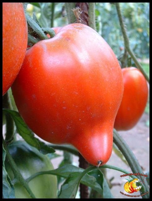 Tomate Téton de Vénus