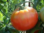Tomate Brandywine