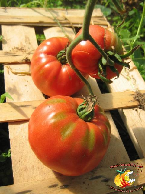 Tomate Brandywine