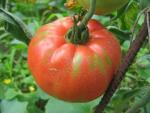 Tomate Brandywine