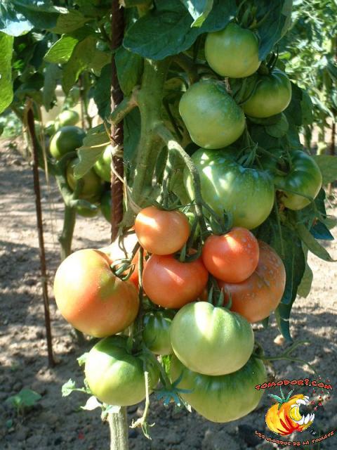Tomate Rose de Berne