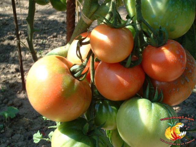 Tomate Rose de Berne