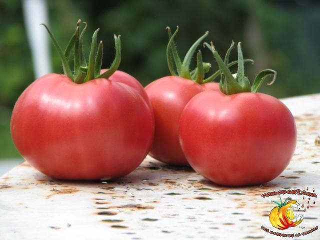 Tomate Rose de Berne
