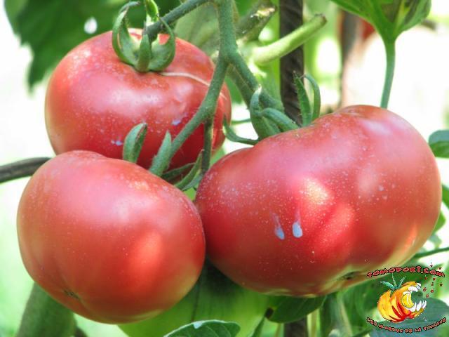 Tomate Rose de Berne
