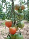 Tomate Anna Russian