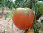 Tomate Anna Russian
