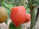 Tomate Anna Russian