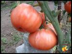 Tomate Belmonte