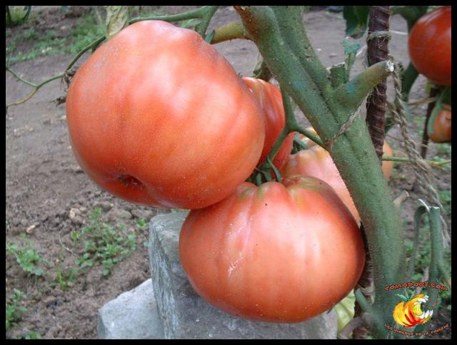 Tomate Belmonte