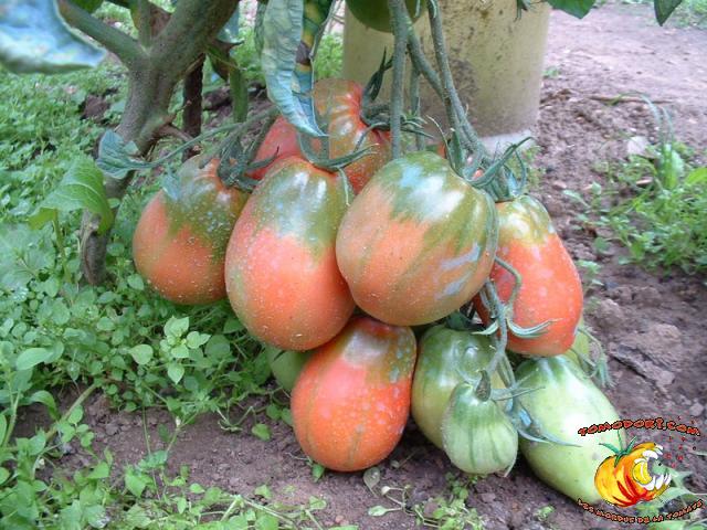 Tomate New Zealand Pear
